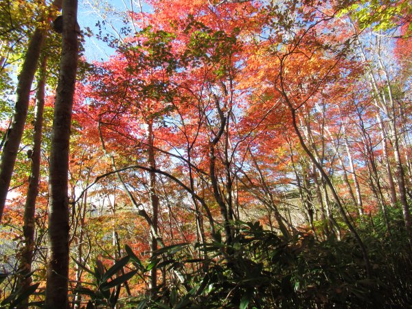 登山道